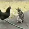 gif_5fe5977d6506e.gif