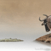 Gnou’s life…_5fe5b0c0eb18b.gif