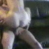 Reiten_5fe5f6a3bd839.gif