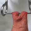 Sandravotz – Durchlochung der Sklavenvorhaut_5fe538da7e796.gif