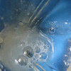 Sandravotz – Herrin entnimmt Zuchthengstsamen_5fe4cee5817d2.gif