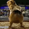 xHamster GIFs_5fea2a646e634.gif