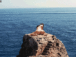 Naked Ass Twerking on a Rock_6022bc621f2d9.gif