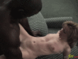 African Hulk Fucks Tiny White Girl…_619d401566d20.gif